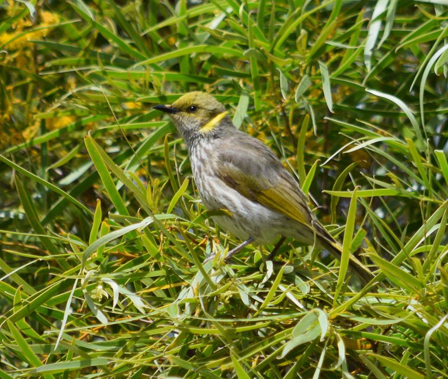 Honeyeater yellow plumed 00009.JPG